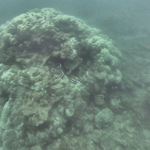 Heniochus diphreutes observed 2026-10-16