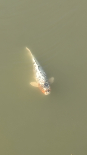 Amur Carp