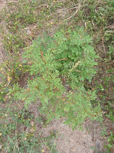 Indigofera hirsuta observed 2026-10-20
