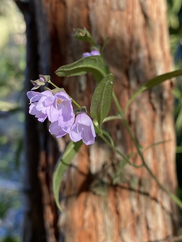 Prostanthera ovalifolia, 2026-10-01