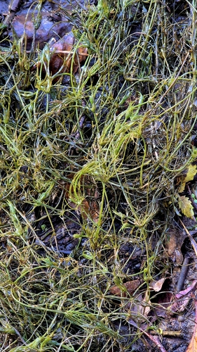 Chara vulgaris, 2026-10-17
