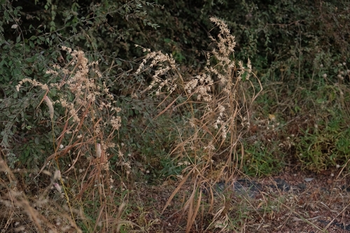Apluda mutica observed 2026-10-18
