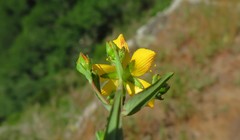 Hypericum linariifolium