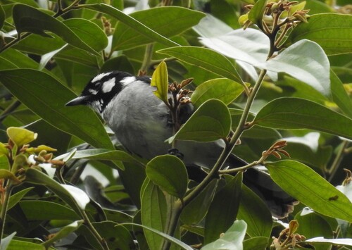Carterornis leucotis, 2026-10-20