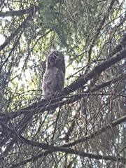 Strix