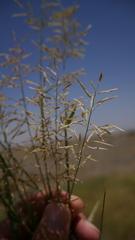 Eragrostis papposa