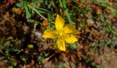 Hypericum linariifolium