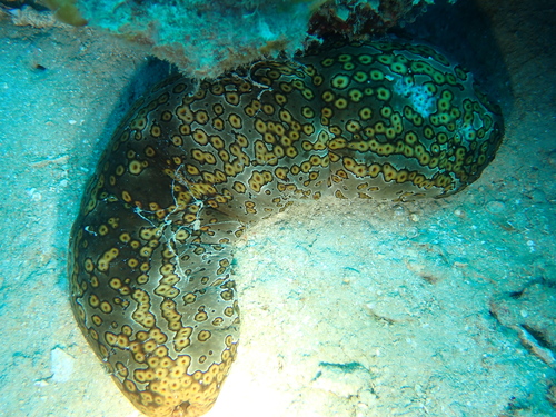 Bohadschia argus observed 2026-10-18