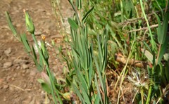 Hypericum linariifolium