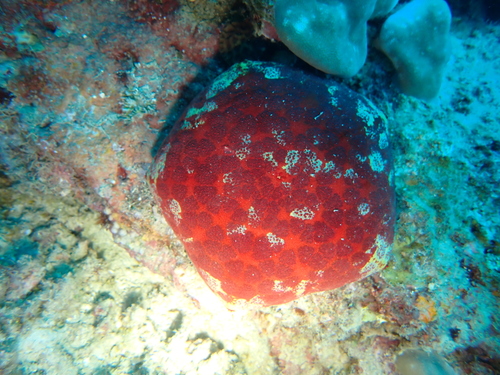 Culcita novaeguineae observed 2026-10-18