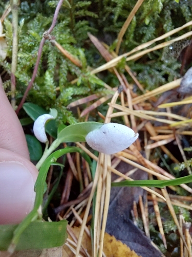 Exobasidium vaccinii observed 2026-10-11