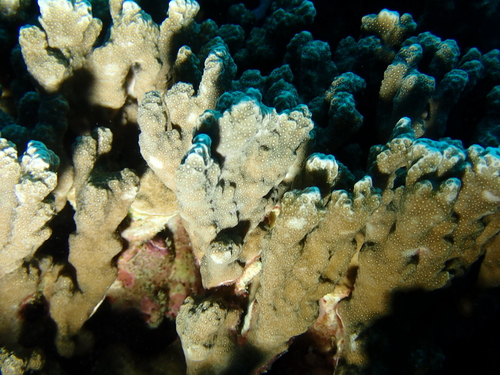 Porites observed 2026-10-18