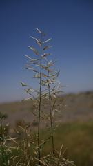 Eragrostis papposa