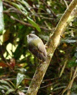 Tregellasia capito observed 2026-10-20