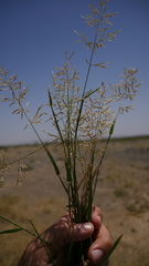 Eragrostis papposa