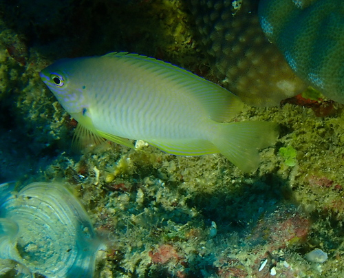 Pomacentrus amboinensis observed 2026-10-18