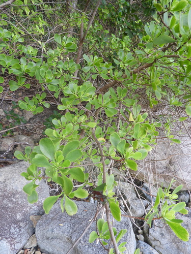 Lumnitzera racemosa observed 2026-10-14