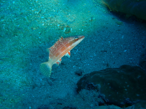 Oxycheilinus digramma observed 2026-10-18