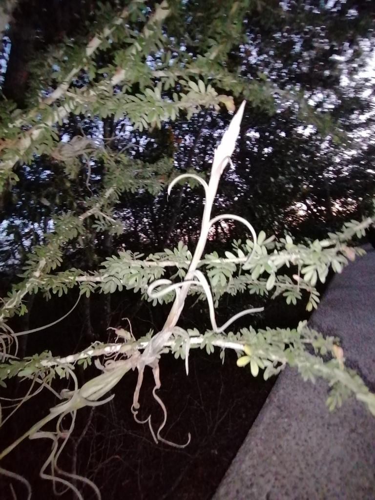 Tillandsia intermedia
