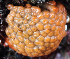 Aplidium coei