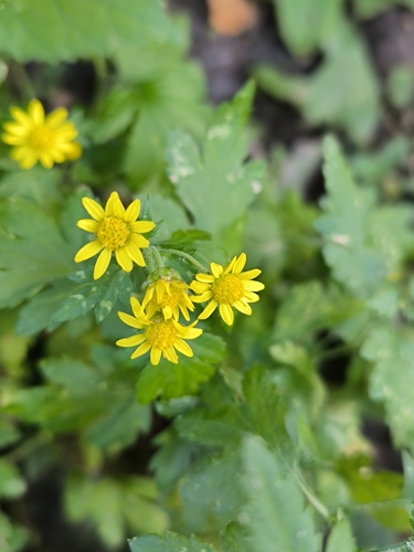 Chrysanthemum lavandulifolium