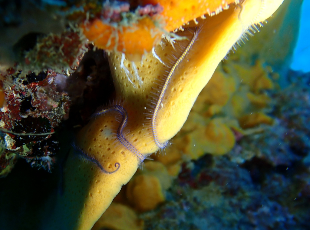 Macrophiothrix nereidina