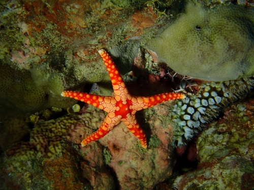 Fromia monilis observed 2026-10-18