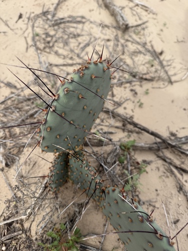 Black-spined Pricklypear