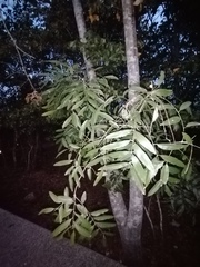 Thouinidium decandrum