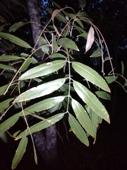 Thouinidium decandrum