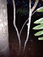 Thouinidium decandrum