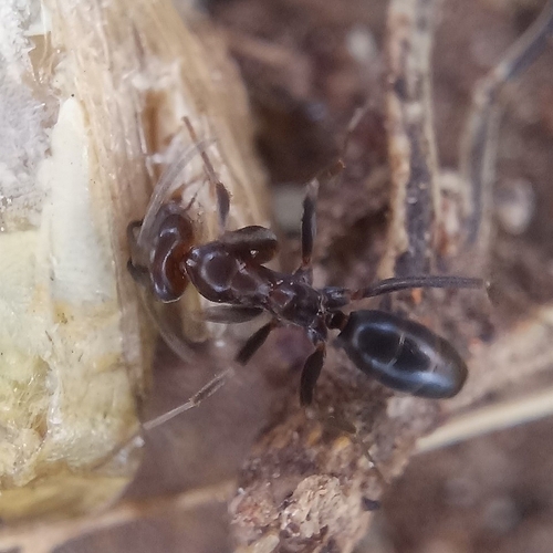 Dorymyrmex insanus