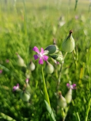 Silene conica