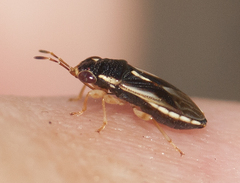 Stylogeocoris elongatus