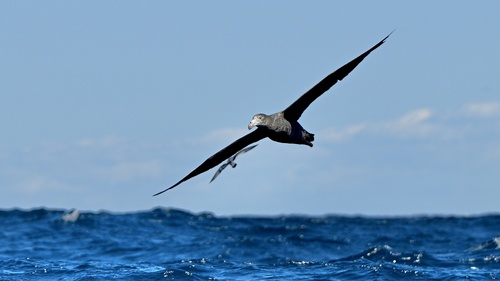iNaturalist image