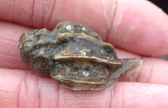 Scabrotrophon stuarti