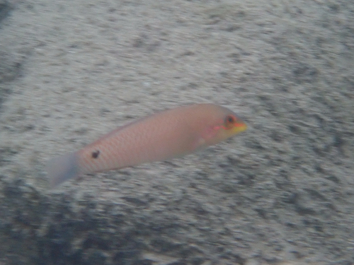 Halichoeres trimaculatus observed 2026-10-12