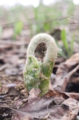 Pteridium latiusculum japonicum