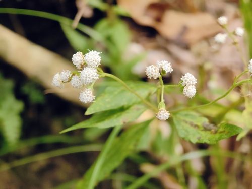 Ageratina riparia observed 2026-10-20