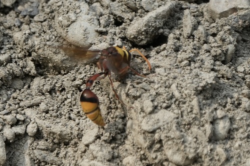 Delta pyriformis, 2026-10-20