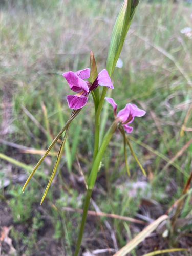 Diuris punctata observed 2026-10-20