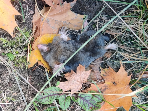European Mole