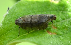 Cixius beieri