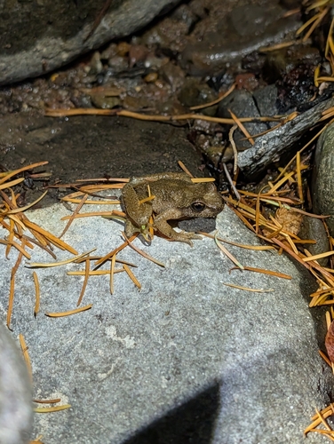 Ascaphus truei observed 2026-10-18