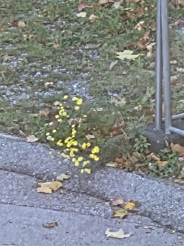 Narrow-leaved Ragwort