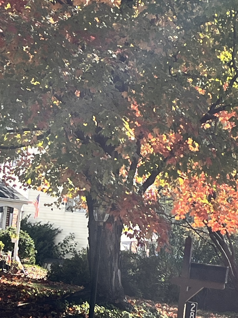 A photograph from Oct 18, 2026 near Philadelphia area & Bucks County, where the observer’s point is approximate.