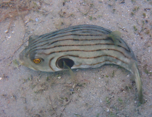 Arothron manilensis observed 2026-10-20