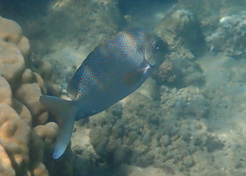 Siganus punctatus observed 2026-10-20