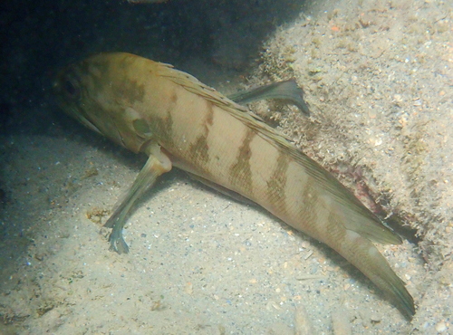 Cephalopholis boenak observed 2026-10-20
