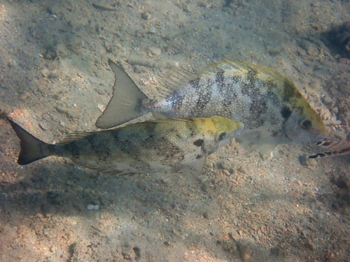 Siganus fuscescens observed 2026-10-20